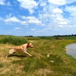 Démence canine – Dysfonctionnement cognitif canin