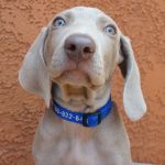 Meilleures marques de nourriture crue pour chiens