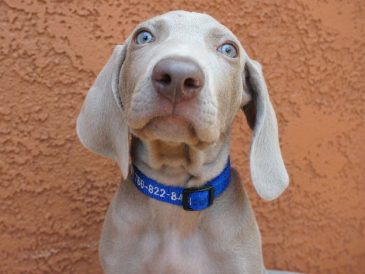 Les bons et les mauvais dresseurs de chiens - img