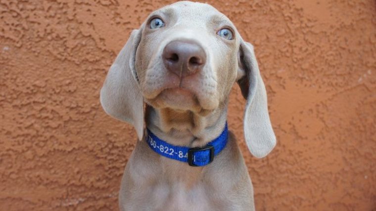 Les bons et les mauvais dresseurs de chiens - img