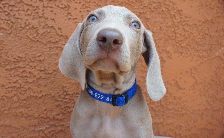 Les bons et les mauvais dresseurs de chiens - img