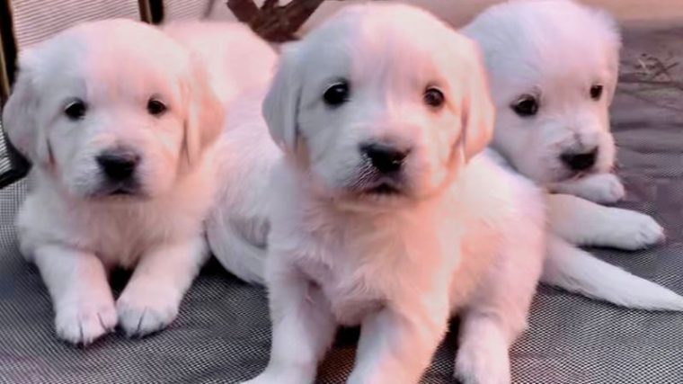 Les étapes du développement du chiot : Un guide semaine par semaine - img