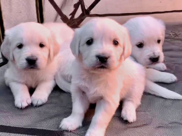 Les étapes du développement du chiot : Un guide semaine par semaine - img