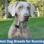 Dressage de mon Weimaraner – 2021 Mise à jour sur le dressage !