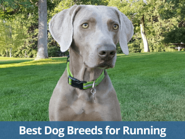 Les meilleurs chiens pour la course à pied - img