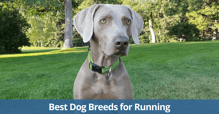 Les meilleurs chiens pour la course à pied - img