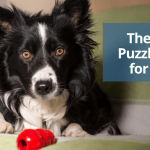 Comment empêcher mon chien de chasser les écureuils ?