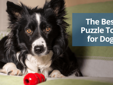 Les meilleurs puzzles alimentaires pour chiens - img
