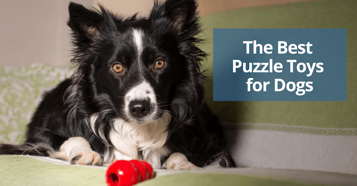 Les meilleurs puzzles alimentaires pour chiens - img