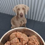 Comment prendre l&rsquo;avion avec un chiot