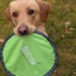 Vivre avec un chien mâle intact