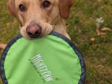 Mighty Paw Frisbee Review - img