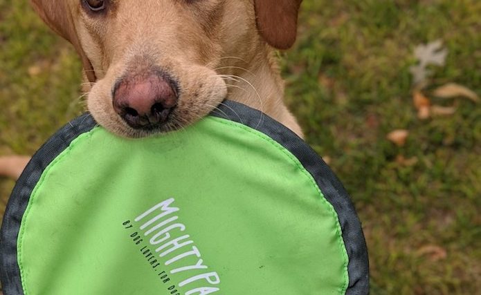 Mighty Paw Frisbee Review - img