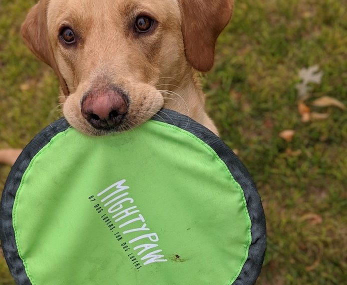 Mighty Paw Frisbee Review - img