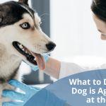 Faut-il enlever les griffes du chien ?