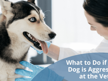 Mon chien est agressif chez le vétérinaire - que faire ? - img