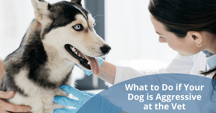 Mon chien est agressif chez le vétérinaire - que faire ? - img