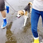 Récapitulatif de l&rsquo;entraînement des chiens et objectifs pour 2022 !
