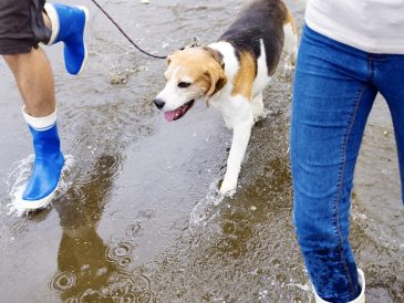 Mon chien ne veut pas faire pipi dehors quand il pleut ! Que dois-je faire ? - img