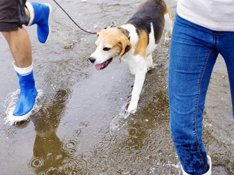 Mon chien ne veut pas faire pipi dehors quand il pleut ! Que dois-je faire ? - img
