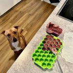 Comment aider un tout-petit à comprendre la mort d&rsquo;un chien ?