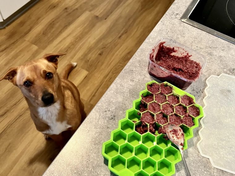 Mon chien peut-il manger des aliments crus congelés ? - img