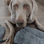 Soins vétérinaires à l&rsquo;échelle humaine : L&rsquo;expérience de mon chien