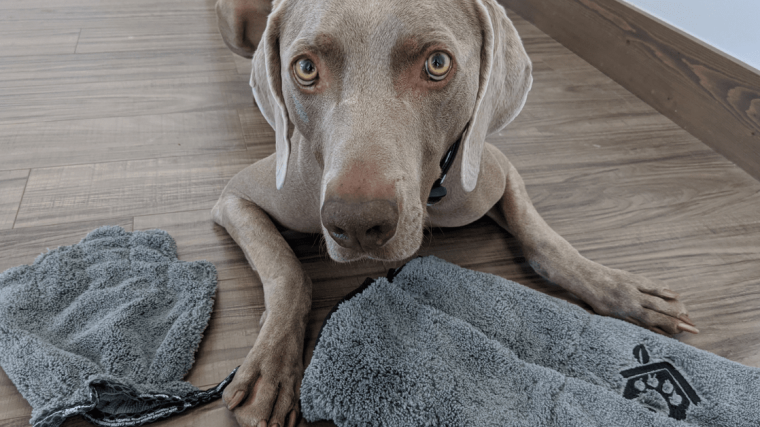 Norwex Microfiber Pet Towel and Pet Mitt Review (en anglais seulement) - img