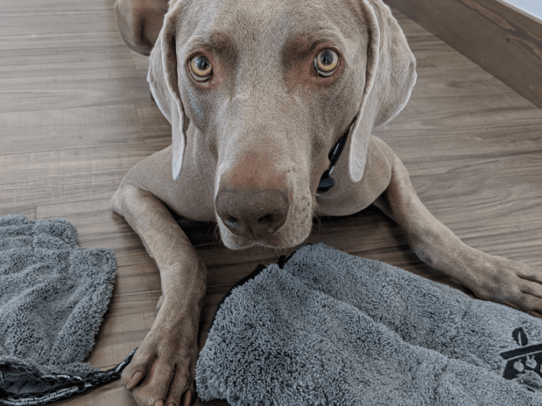 Norwex Microfiber Pet Towel and Pet Mitt Review (en anglais seulement) - img