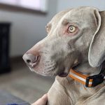 Quels sont les meilleurs chiens de race mixte ?