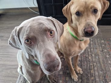 Pourquoi les chiens grignotent-ils ? - img