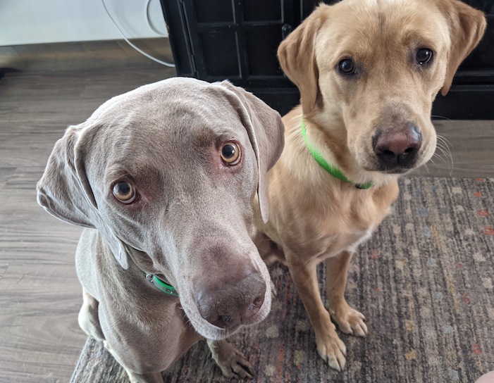 Pourquoi les chiens grignotent-ils ? - img