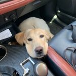Real Dog Box : avis et cadeau