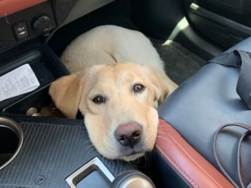 Pourquoi les chiens sont-ils anxieux en voiture ? - img