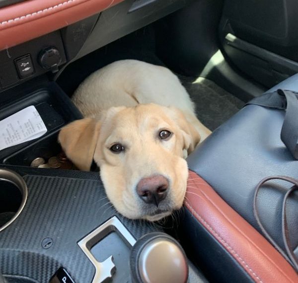 Pourquoi les chiens sont-ils anxieux en voiture ? - img