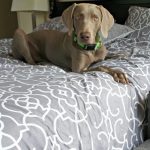 Qu&rsquo;est-ce que la règle des 3-3-3 pour l&rsquo;adoption d&rsquo;un chien de sauvetage ?