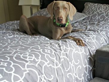 Pourquoi mon chien fait-il pipi sur le lit ? - img