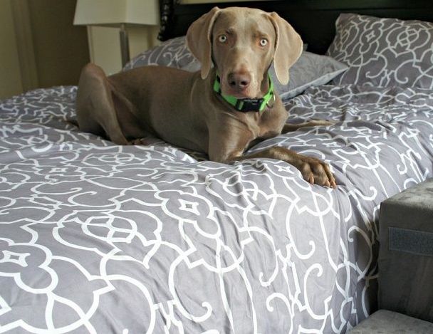 Pourquoi mon chien fait-il pipi sur le lit ? - img