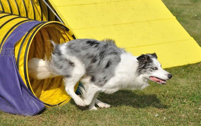 Quand dresser un chiot pour l'agilité - img