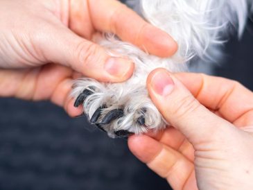 Que faire si votre chien se casse une griffe et expose le bout de l'ongle ? - img