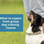 Pourquoi les chiens grignotent-ils ?