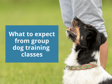Que peut-on attendre des cours collectifs de dressage de chiens ? - img