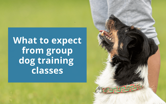 Que peut-on attendre des cours collectifs de dressage de chiens ? - img