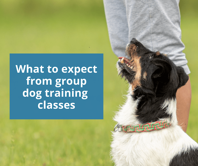 Que peut-on attendre des cours collectifs de dressage de chiens ? - img