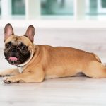 Comment rendre les promenades de votre chien plus intéressantes ?