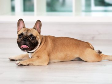 Que puis-je donner à mon chien en cas de diarrhée ? - img