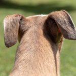 Comment présenter un chien à votre chat