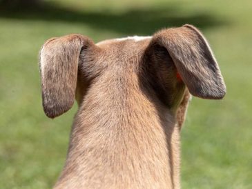 Que signifie le fait que votre chien mette ses oreilles en arrière ? - img