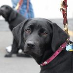 Que signifie le fait que votre chien mette ses oreilles en arrière ?