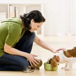 Randonnée avec des chiens au pays des ours – Conseils de sécurité